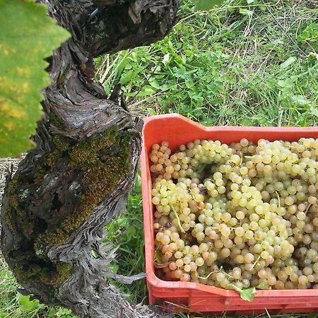Farmstay Kmetija Stekar Kojsko Zewnętrze zdjęcie