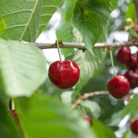 Farmstay Kmetija Stekar Kojsko Zewnętrze zdjęcie