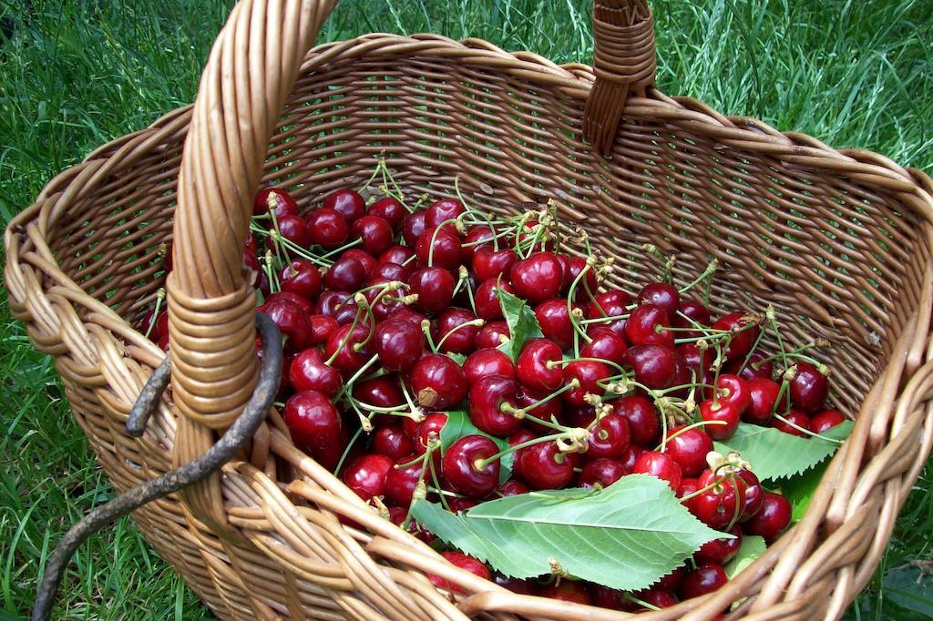 Farmstay Kmetija Stekar Kojsko Zewnętrze zdjęcie