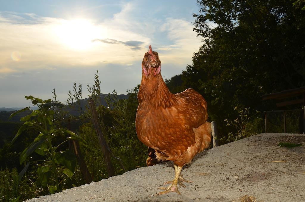 Farmstay Kmetija Stekar Kojsko Zewnętrze zdjęcie